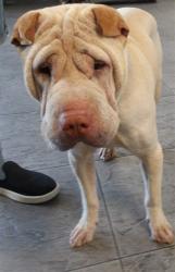 Shelter Stray Male Dog last seen , 11361 W Pico Blvd, Los Angeles, CA 90064, USA