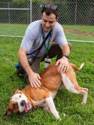 Shelter Stray Male Dog last seen Near BLOCK W BROADWAY, 3528 Newburg Rd, Louisville, KY 40218, USA