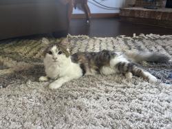 Reunited Female Cat last seen Quill drive, Roscoe, IL 61073