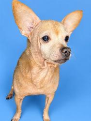 Shelter Stray Female Dog last seen Near BLOCK FANTASY DR, 2020 Forest St, Jacksonville, FL 32204, USA