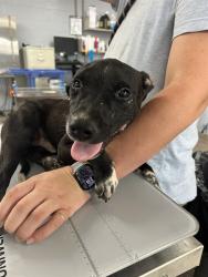 Shelter Stray Male Dog last seen FALLSTON RD/EXXON, 1601 Airport Rd, Shelby, NC 28150, USA
