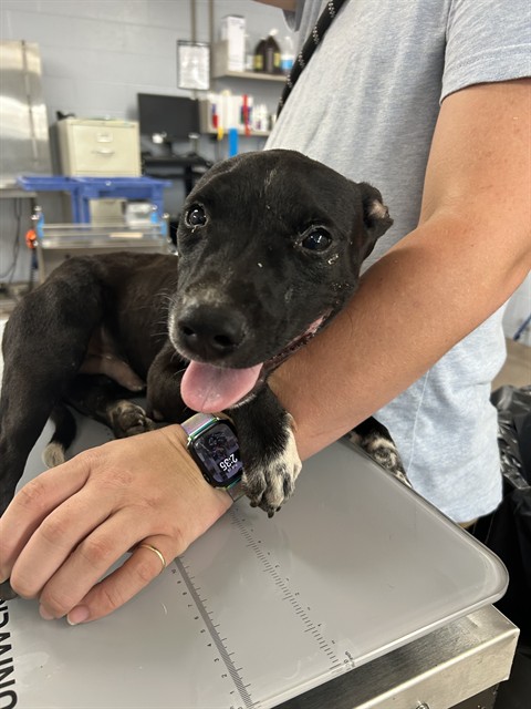 Shelter Stray Male Dog last seen FALLSTON RD/EXXON, 1601 Airport Rd, Shelby, NC 28150, USA
