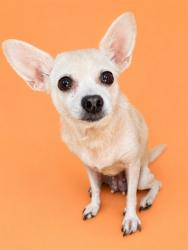 Shelter Stray Female Dog last seen Near BLOCK FANTASY DR, 2020 Forest St, Jacksonville, FL 32204, USA