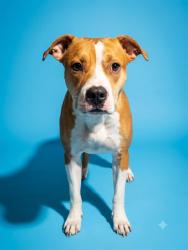 Shelter Stray Female Dog last seen JAMES ST, 2020 Forest St, Jacksonville, FL 32204, USA