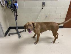 Shelter Stray Female Dog last seen 45TH BURNHAM, 3839 W Burnham St, West Milwaukee, WI 53215, USA