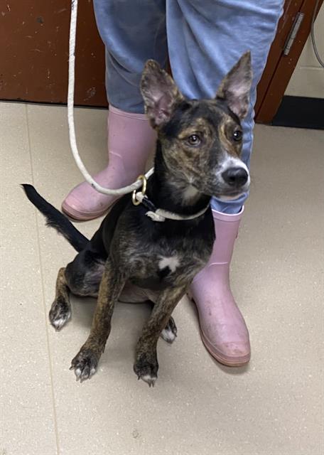 Shelter Stray Female Dog last seen NEAR 13TH AND ROGERS, 3839 W Burnham St, West Milwaukee, WI 53215, USA
