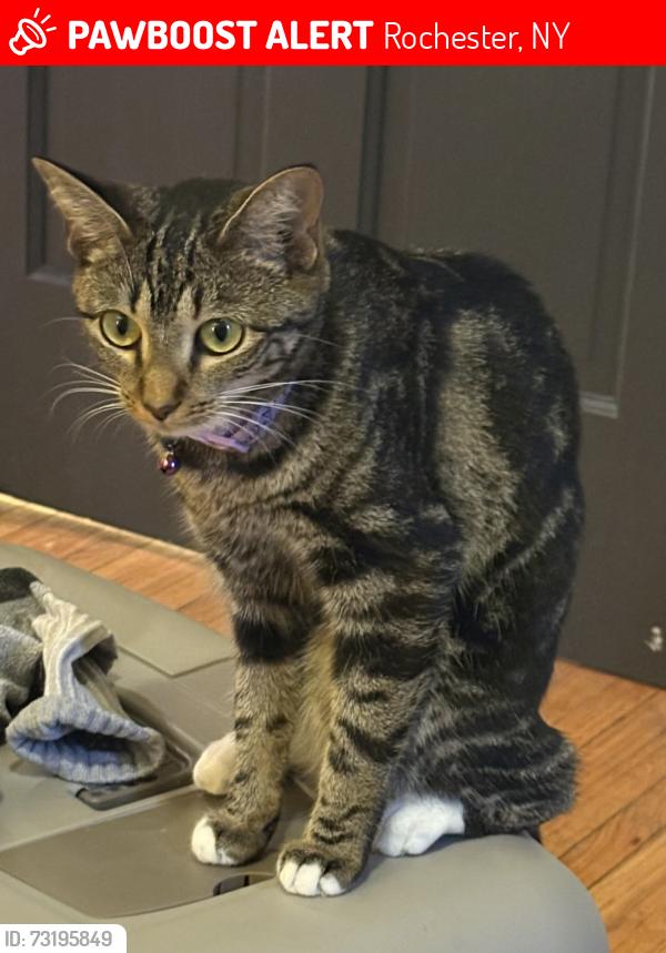Lost Female Cat last seen Lunsford Circle park, Rochester, NY 14608