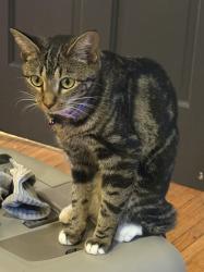Lost Female Cat last seen Lunsford Circle park, Rochester, NY 14608