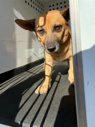 Shelter Stray Male Dog last seen Near BLK FINCH WY, BAKERSFIELD, CA, 201 S Mt Vernon Ave, Bakersfield, CA 93307, USA