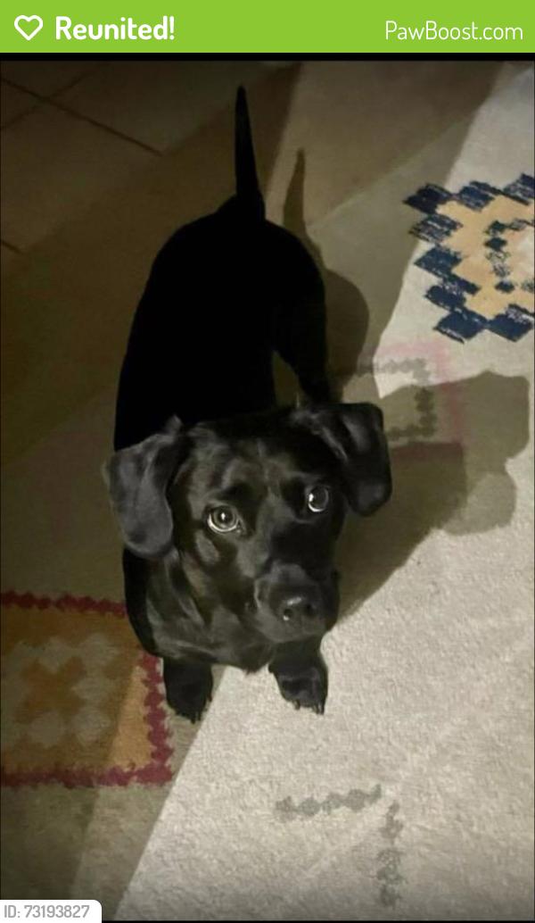 Reunited Male Dog last seen Danbury / Juliette, McKinney, TX 75071