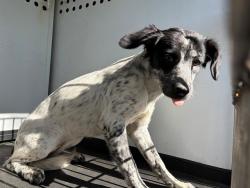 Shelter Stray Female Dog last seen Near BLK WALTON DR, BAKERSFIELD, CA, 201 S Mt Vernon Ave, Bakersfield, CA 93307, USA