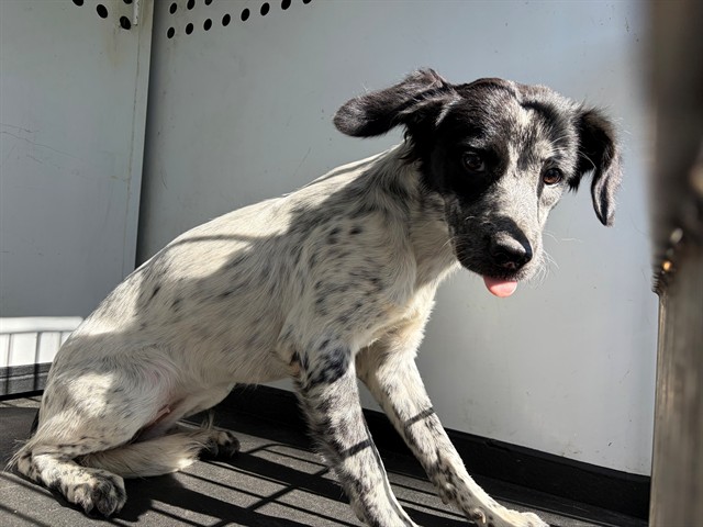 Shelter Stray Female Dog last seen Near BLK WALTON DR, BAKERSFIELD, CA, 201 S Mt Vernon Ave, Bakersfield, CA 93307, USA