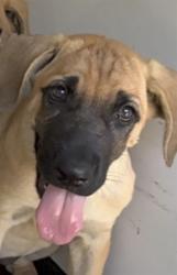 Shelter Stray Female Dog last seen Near BLK WILSON RD, BAKERSFIELD, CA, 201 S Mt Vernon Ave, Bakersfield, CA 93307, USA