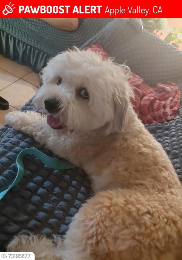 Lost Male Dog last seen Iriquois, Apple Valley, CA 92308