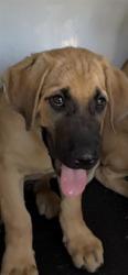 Shelter Stray Female Dog last seen Near BLK WILSON RD, BAKERSFIELD, CA, 201 S Mt Vernon Ave, Bakersfield, CA 93307, USA