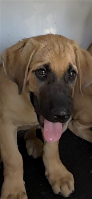 Shelter Stray Female Dog last seen Near BLK WILSON RD, BAKERSFIELD, CA, 201 S Mt Vernon Ave, Bakersfield, CA 93307, USA