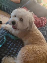 Lost Male Dog last seen Iriquois, Apple Valley, CA 92308
