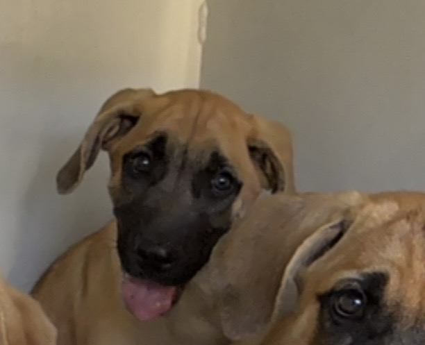 Shelter Stray Female Dog last seen Near BLK WILSON RD, BAKERSFIELD, CA, 201 S Mt Vernon Ave, Bakersfield, CA 93307, USA