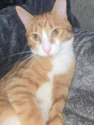 Reunited Male Cat last seen Grande Palms Neighborhood, Bolivia, NC 28422