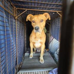 Shelter Stray Male Dog last seen LIDO CIR & LA RIVIERA DR, 2127 Front St, Sacramento, CA 95818, USA