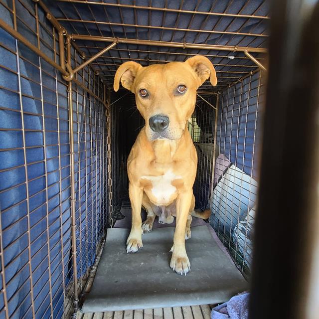 Shelter Stray Male Dog last seen LIDO CIR & LA RIVIERA DR, 2127 Front St, Sacramento, CA 95818, USA