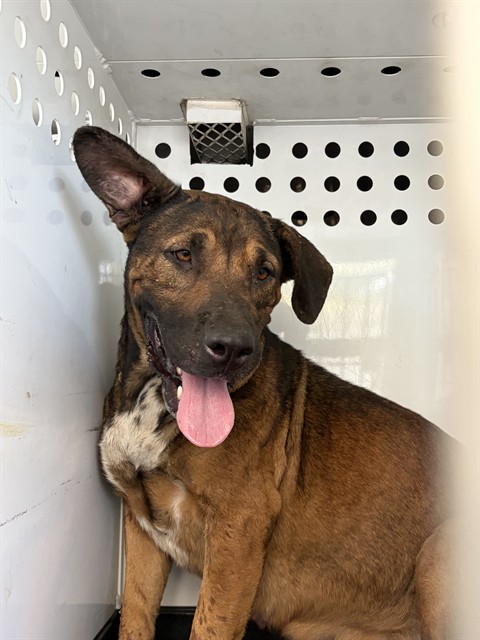 Shelter Stray Female Dog last seen 8TH ST/ M ST, BAKERSFIIELD, CA, 201 S Mt Vernon Ave, Bakersfield, CA 93307, USA