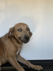 Shelter Stray Female Dog last seen 8TH ST/ M ST, BAKERSFIIELD, CA, 201 S Mt Vernon Ave, Bakersfield, CA 93307, USA