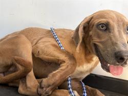 Shelter Stray Female Dog last seen 8TH ST/ M ST, BAKERSFIIELD, CA, 201 S Mt Vernon Ave, Bakersfield, CA 93307, USA