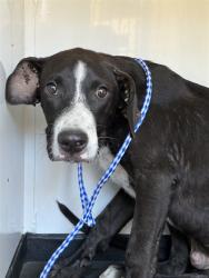 Shelter Stray Male Dog last seen 8TH ST/ M ST, BAKERSFIIELD, CA, 201 S Mt Vernon Ave, Bakersfield, CA 93307, USA