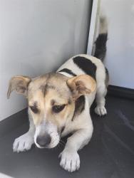 Shelter Stray Female Dog last seen Near BLK SCOTLAND ST,BAKERSFIELD,CA, 201 S Mt Vernon Ave, Bakersfield, CA 93307, USA