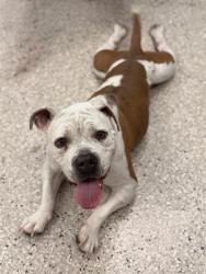 Shelter Stray Female Dog last seen HWY 7 AND MILLER AVE, 12155 Park Blvd, Brighton, CO 80601, USA