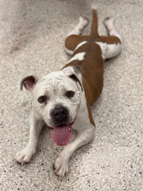 Shelter Stray Female Dog last seen HWY 7 AND MILLER AVE, 12155 Park Blvd, Brighton, CO 80601, USA
