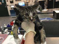 Shelter Stray Male Cat last seen Near BLOCK AVE 48 SPC 15, INDIO, 72050 Pet Land Pl, Thousand Palms, CA 92276, USA