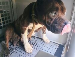Shelter Stray Female Dog last seen CHARLOTTE, 8315 Byrum Dr, Charlotte, NC 28217, USA