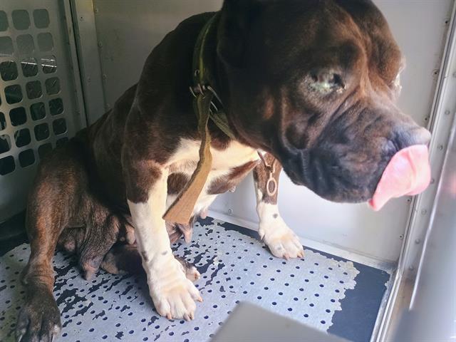 Shelter Stray Female Dog last seen CHARLOTTE, 8315 Byrum Dr, Charlotte, NC 28217, USA