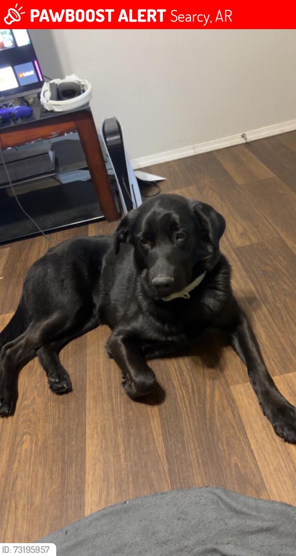 Lost Male Dog last seen Country meadows, Searcy, AR 72143