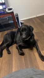 Lost Male Dog last seen Country meadows, Searcy, AR 72143