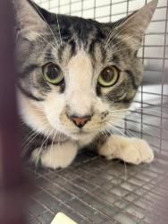 Shelter Stray Male Cat last seen FOOTHILL, 333 Chandler Pl, San Bernardino, CA 92408, USA