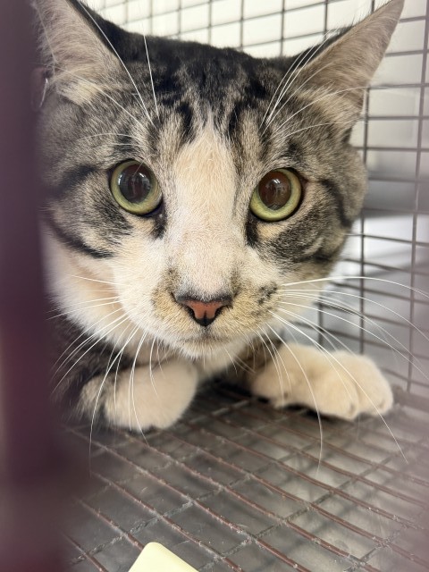 Shelter Stray Male Cat last seen FOOTHILL, 333 Chandler Pl, San Bernardino, CA 92408, USA