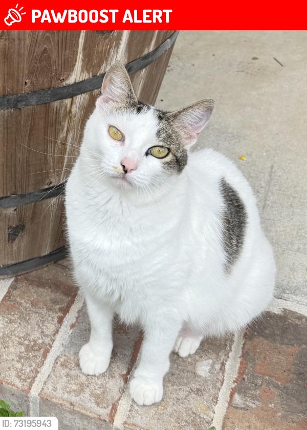 Lost Female Cat last seen Kolb Rd, Santa Rosa County, FL 32570