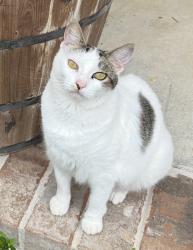 Lost Female Cat last seen Kolb Rd, Santa Rosa County, FL 32570