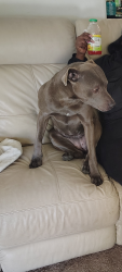 Reunited Female Dog last seen Schoolcraft, Detroit, MI 48238