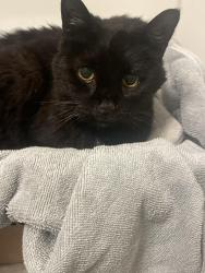 Found/Stray Female Cat last seen Plainfield and Woodford, Silverton, OH 45213