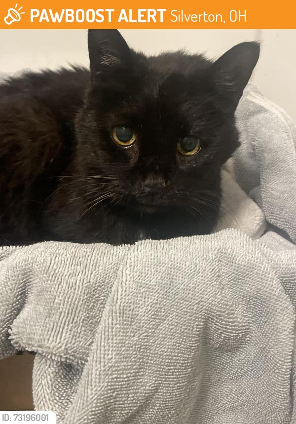 Found/Stray Female Cat last seen Plainfield and Woodford, Silverton, OH 45213