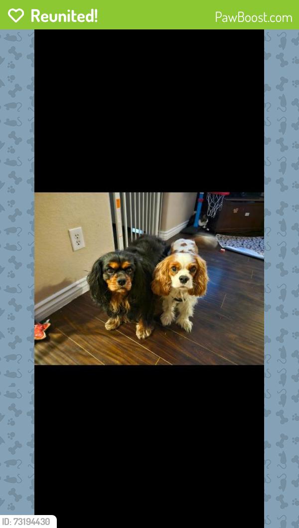 Reunited Male Dog last seen Near Winding Oak Dr. Chula Vista, CA 91910, Chula Vista, CA 91910