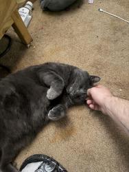 Lost Male Cat last seen West Spaulding st, Boise, ID 83705
