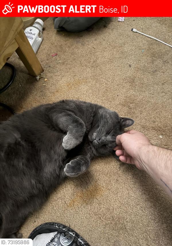 Lost Male Cat last seen West Spaulding st, Boise, ID 83705