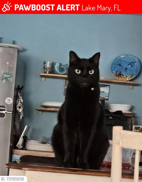 Lost Male Cat last seen Lake Mary Blvd/Reinhart, Lake Mary, FL 32746