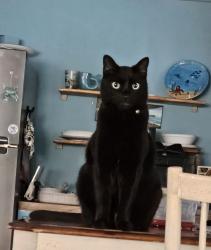 Lost Male Cat last seen Lake Mary Blvd/Reinhart, Lake Mary, FL 32746
