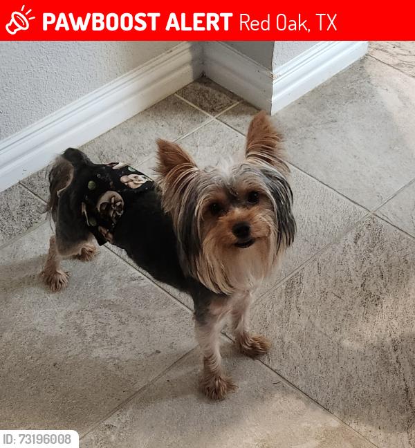 Lost Male Dog last seen Dogwood Dr, Red Oak, TX 75154